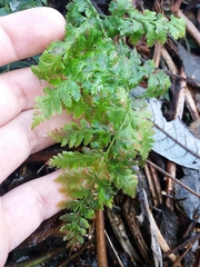 Asplenium adiantum-nigrum