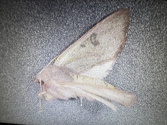 Orthosia transparens