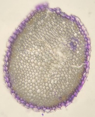 Subsecunda
