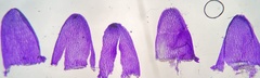 Subsecunda