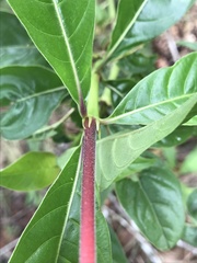 Palicourea triphylla