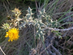 Berkheya heterophylla