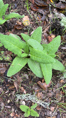 Salvia spathacea