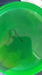 Anisota fuscosa
