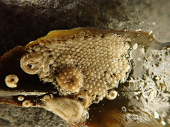 Schizoporella unicornis