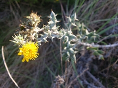 Berkheya heterophylla