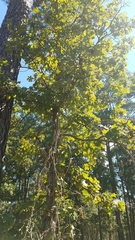 Anisota fuscosa