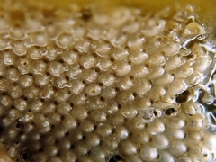 Schizoporella unicornis