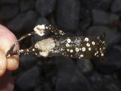 Schizoporella unicornis