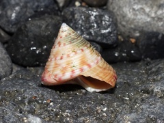 Calliostoma zizyphinum