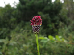 Sanguisorba officinalis