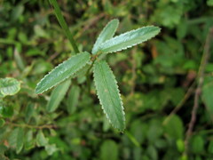 Sanguisorba officinalis
