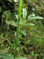 Sanguisorba officinalis