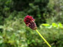 Sanguisorba officinalis
