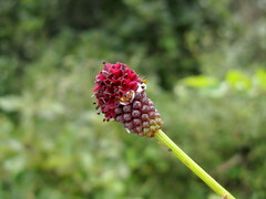 Sanguisorba officinalis
