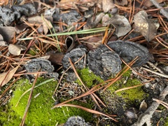Thelephora terrestris