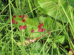 Puccinia phragmitis