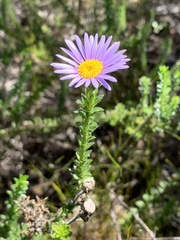 Felicia echinata