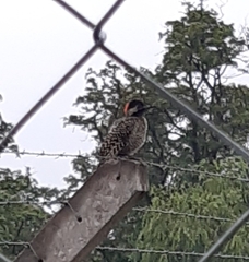 Colaptes melanochloros