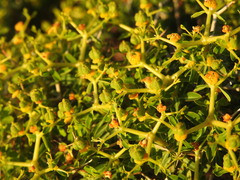 Euphorbia acanthothamnos