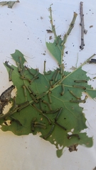 Anisota fuscosa
