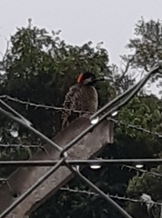 Colaptes melanochloros