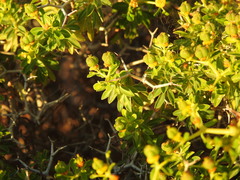 Euphorbia acanthothamnos