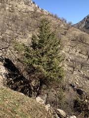 Juniperus oxycedrus