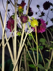 Dahlia pinnata
