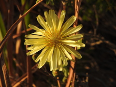 Lactuca tuberosa