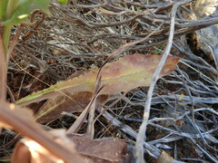 Lactuca tuberosa