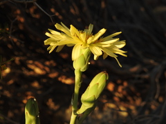 Lactuca tuberosa
