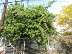 Ehretia anacua