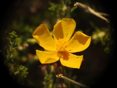 Fumana arabica