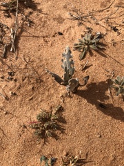 Dimorphocarpa candicans