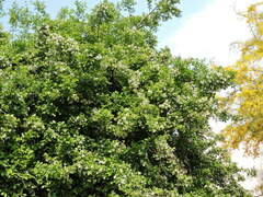 Ehretia anacua