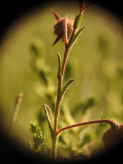 Fumana arabica