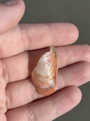 Modiolus americanus