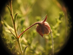 Fumana arabica