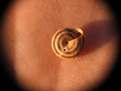 Xerocrassa siderensis