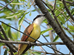 Pitangus sulphuratus