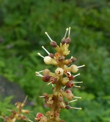 Hymenodictyon obovatum
