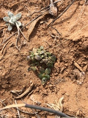 Nuttallanthus texanus