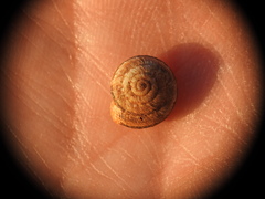 Xerocrassa siderensis