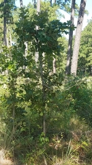 Anisota fuscosa