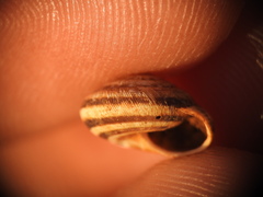 Xerocrassa siderensis