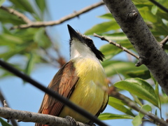 Pitangus sulphuratus