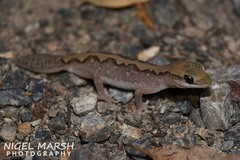 Diplodactylus vittatus