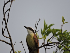 Pitangus sulphuratus