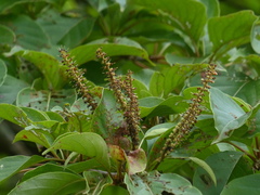 Hymenodictyon obovatum